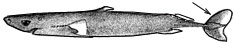 Squaliolus laticaudus_01.jpg
